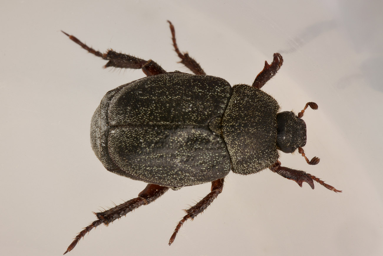 Hoplia brunnipes anche lei?   S !